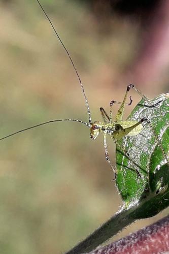 Réf. 308 593 : Phaneroptera sp.